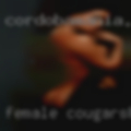 Female cougars